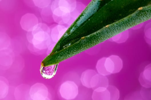 Aloe Vera with drops