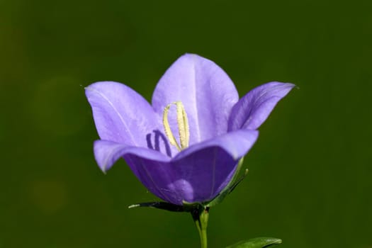 Bellflower