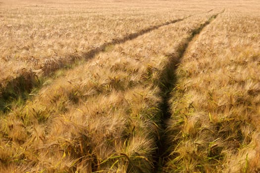 Ripe barley field with action track