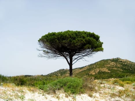 Pine in Sardinia