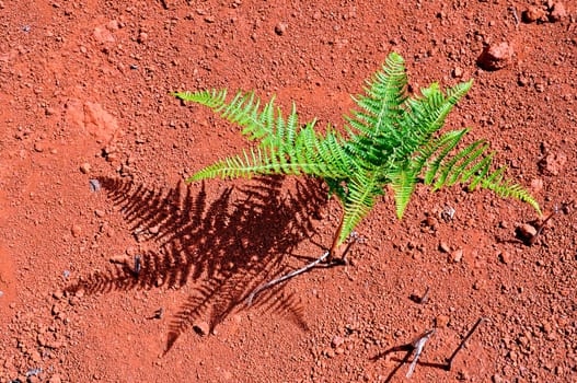 Single fern in La Gomera
