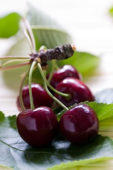 Fresh cherries