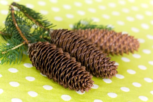 Pine cones with needles