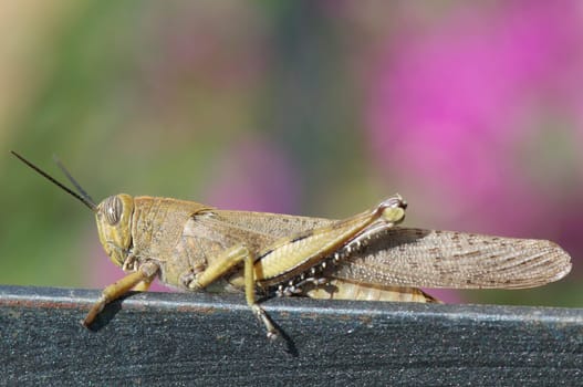 Grasshopper