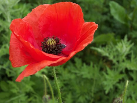 Corn poppy