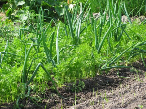 Carrots and onions in the vegetable patch