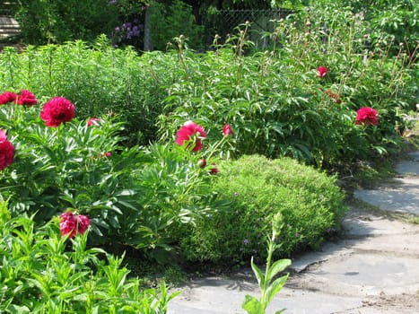 Flower garden with peonies