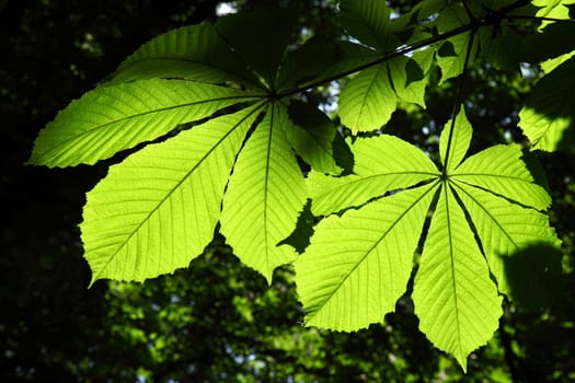 Chestnut leaves