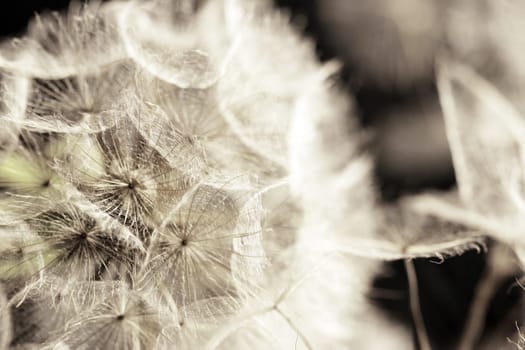 Dandelions