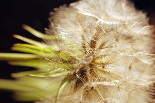 Dandelions
