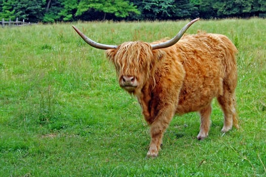 Scottish Highland cattle