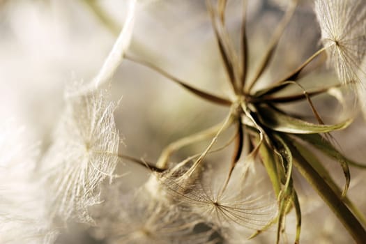 Dandelions