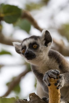Ring-tailed Lemur