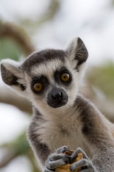 Ring-tailed Lemur