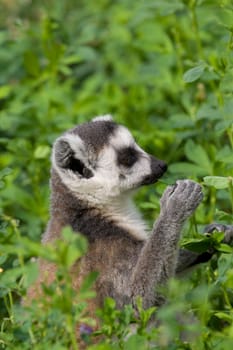 Ring-tailed Lemur