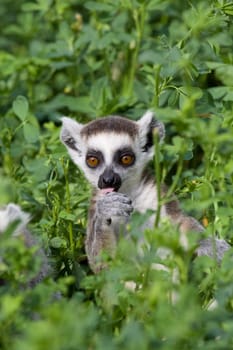 Ring-tailed Lemur