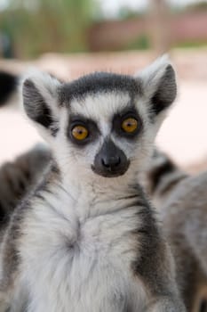 Ring-tailed Lemur