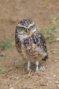 Burrowing Owl Portrait