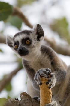 Ring-tailed Lemur