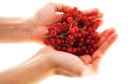 Female hands with red currant berries
