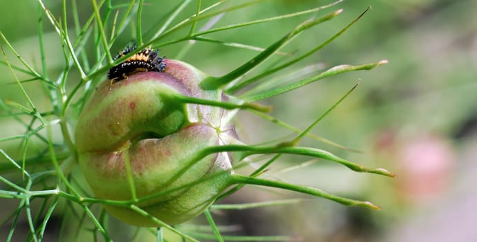 Nigella and its caterpillar