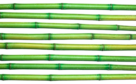 fresh bamboo background