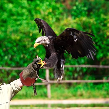bald eagle background