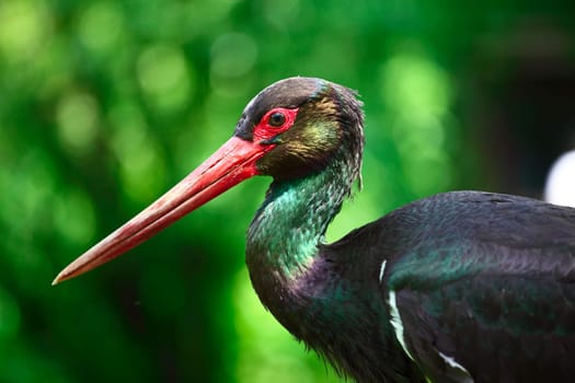 Ciconia nigra