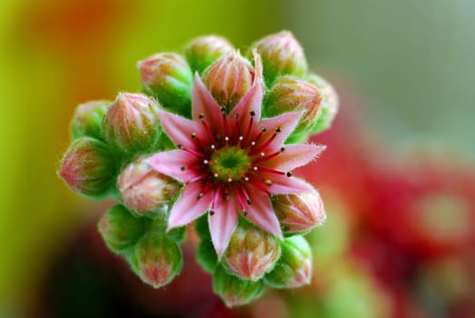 Flowering of the houseleek