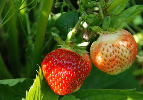 fresh strawberries
