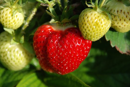 fresh strawberries