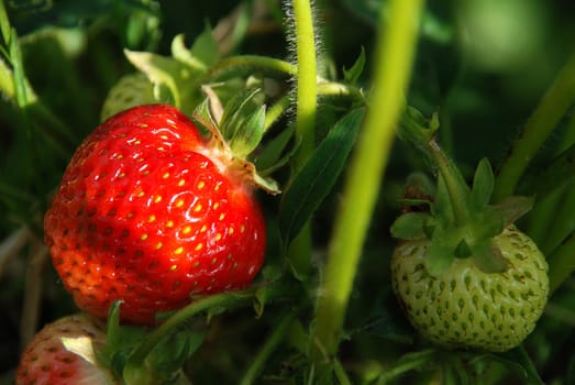 fresh strawberries