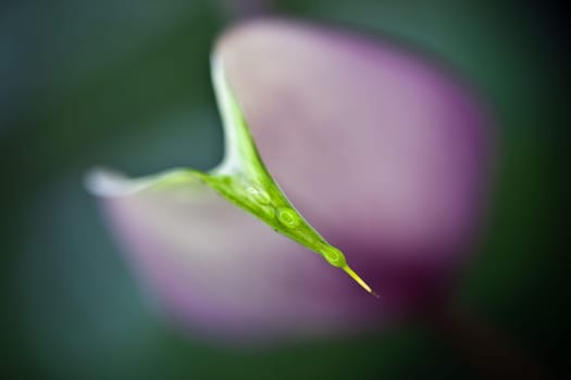 Violet Macro Blossom