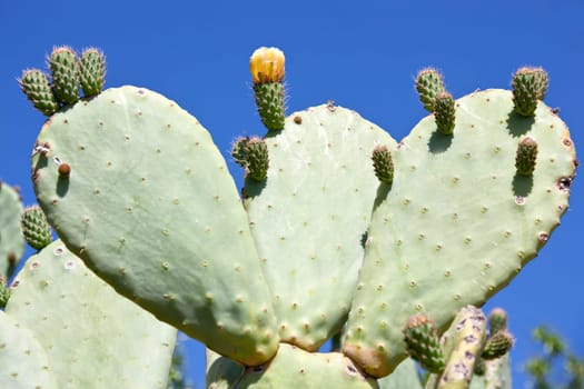 Cactus with yellow cactus flower.