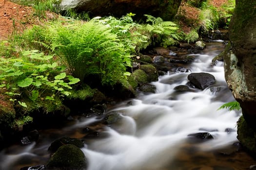 Small stream with fern
