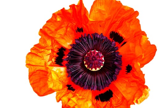 Poppy Flower Isolated