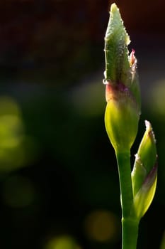 Iris bud with water drops
