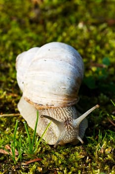 snail