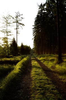 Forest path in the morning