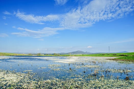 Landscape with a lake full of flowers on the water