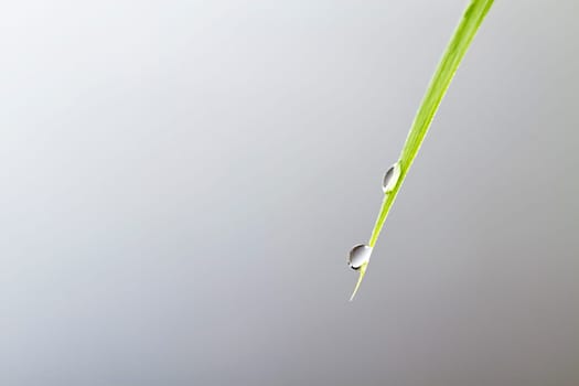 Two drops of water on leaf
