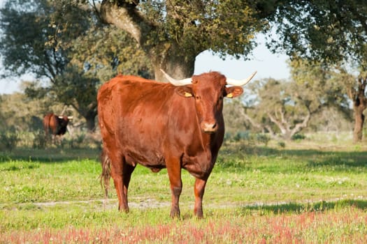 Cow in the field