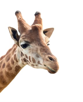 Portrait of a giraffe