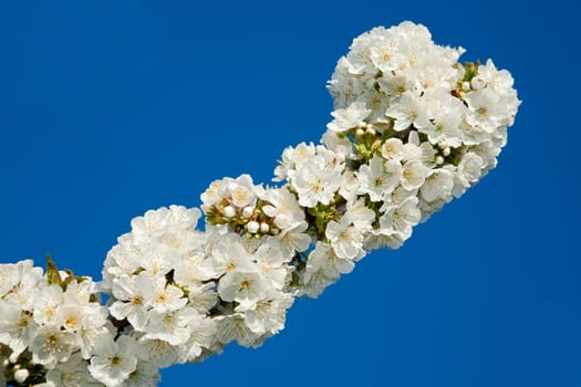 Delicate cherry blossom branch