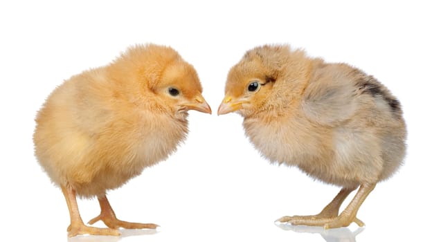 Two little yellow chicken