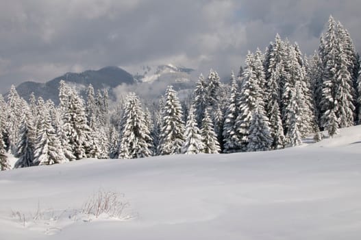 Fir forest in winter