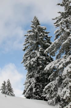 Fir trees in the snow