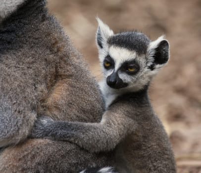 Ring-tailed lemur baby