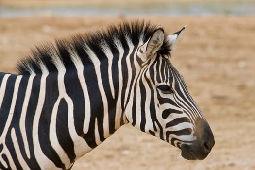 Zebra Portrait