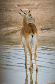 Antelope Portrait